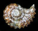 Polished, Agatized Douvilleiceras Ammonite - #29299-1